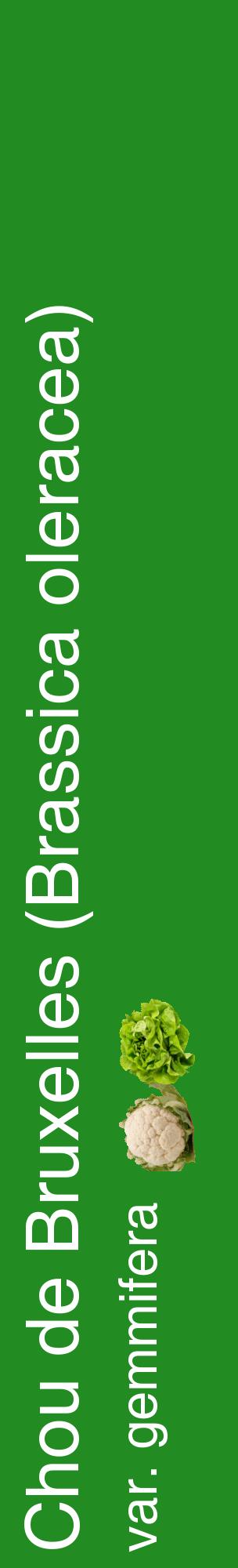 Étiquette de : Brassica oleracea var. gemmifera - format c - style blanche10_basiquehel avec comestibilité simplifiée