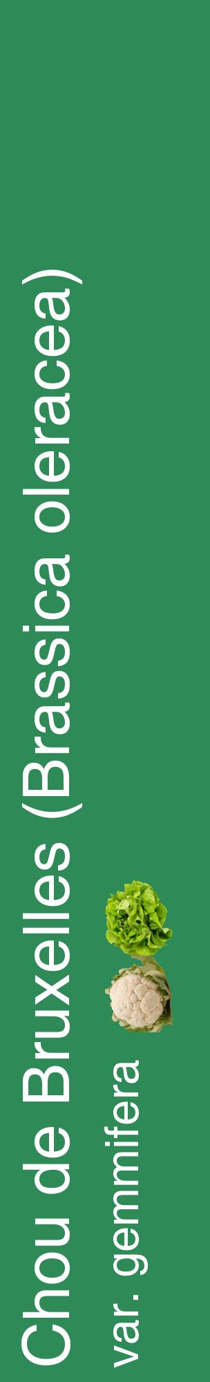 Étiquette de : Brassica oleracea var. gemmifera - format c - style blanche11_basiquehel avec comestibilité simplifiée