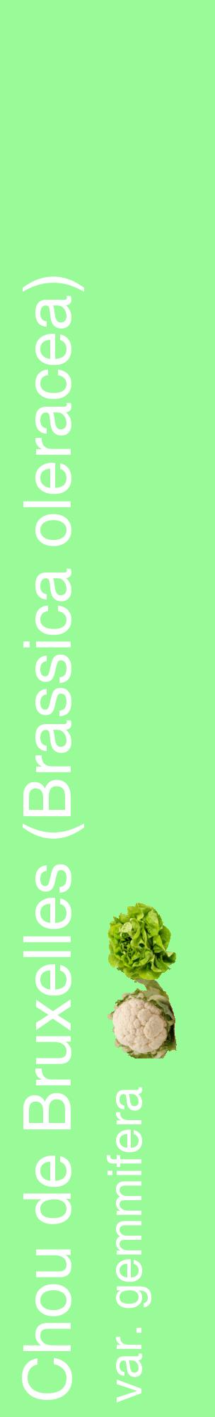 Étiquette de : Brassica oleracea var. gemmifera - format c - style blanche14_basiquehel avec comestibilité simplifiée