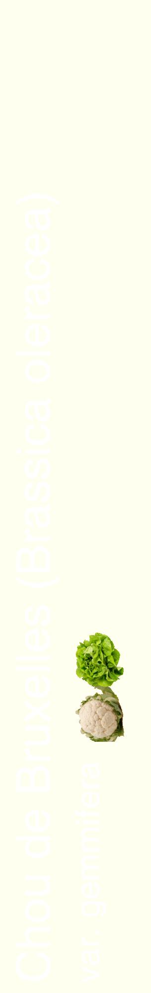 Étiquette de : Brassica oleracea var. gemmifera - format c - style blanche19_basiquehel avec comestibilité simplifiée