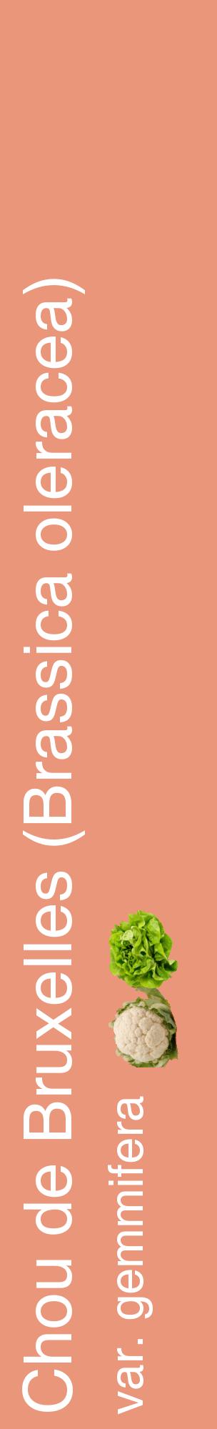 Étiquette de : Brassica oleracea var. gemmifera - format c - style blanche37_basiquehel avec comestibilité simplifiée