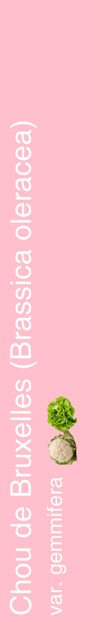 Étiquette de : Brassica oleracea var. gemmifera - format c - style blanche40_basiquehel avec comestibilité simplifiée
