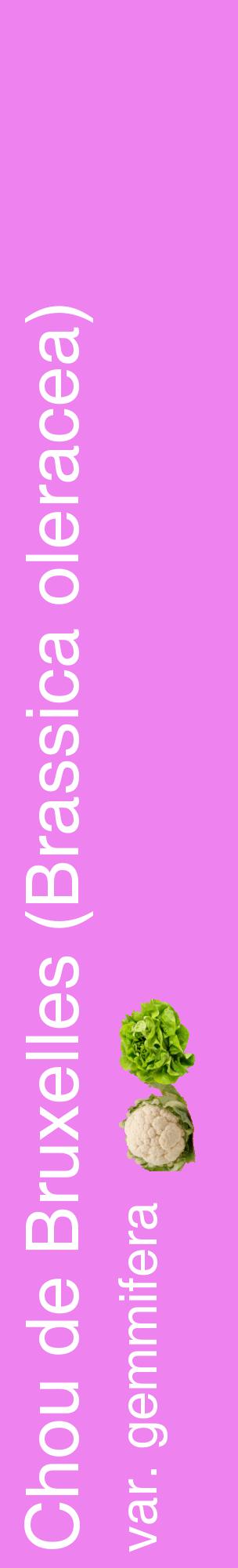 Étiquette de : Brassica oleracea var. gemmifera - format c - style blanche53_basiquehel avec comestibilité simplifiée