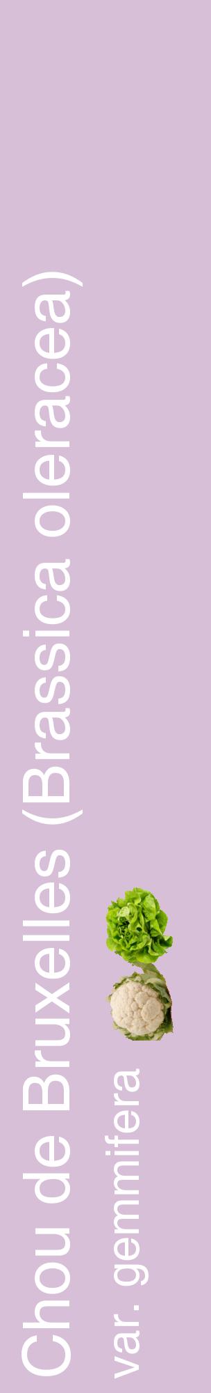 Étiquette de : Brassica oleracea var. gemmifera - format c - style blanche54_basiquehel avec comestibilité simplifiée