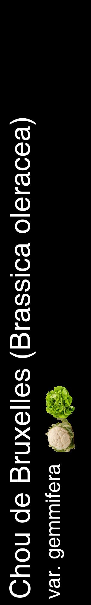 Étiquette de : Brassica oleracea var. gemmifera - format c - style blanche59_basiquehel avec comestibilité simplifiée