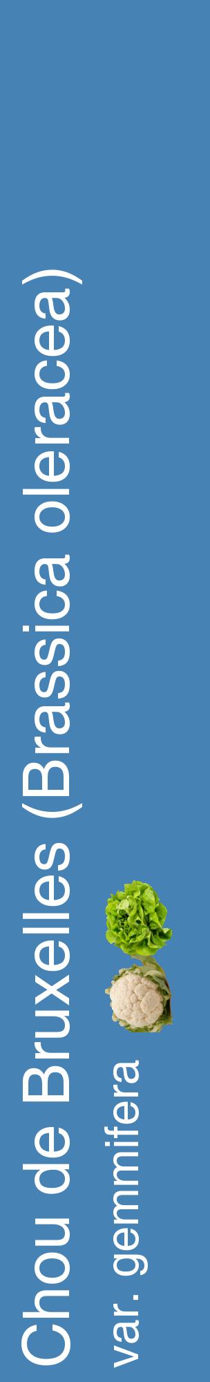 Étiquette de : Brassica oleracea var. gemmifera - format c - style blanche5_basiquehel avec comestibilité simplifiée