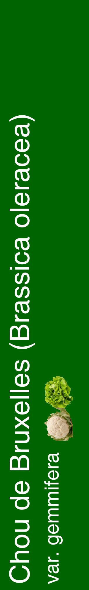Étiquette de : Brassica oleracea var. gemmifera - format c - style blanche8_basiquehel avec comestibilité simplifiée