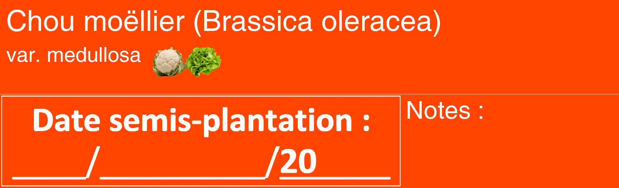 Étiquette de : Brassica oleracea var. medullosa - format c - style blanche26basique_basique_basiquehel avec comestibilité simplifiée