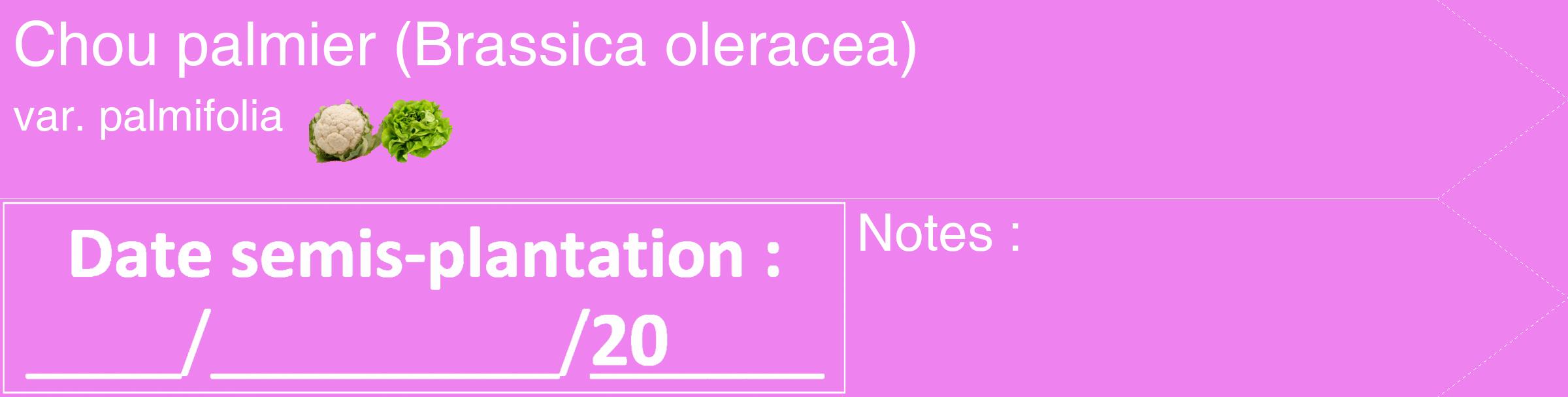 Étiquette de : Brassica oleracea var. palmifolia - format c - style blanche53_simple_simplehel avec comestibilité simplifiée