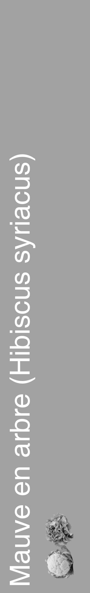 Étiquette de : Hibiscus syriacus - format c - style blanche38_basique_basiquehel avec comestibilité simplifiée - position verticale
