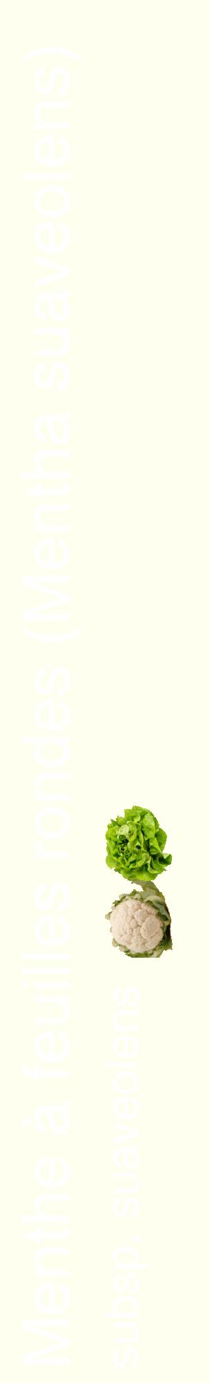 Étiquette de : Mentha suaveolens subsp. suaveolens - format c - style blanche19_basiquehel avec comestibilité simplifiée