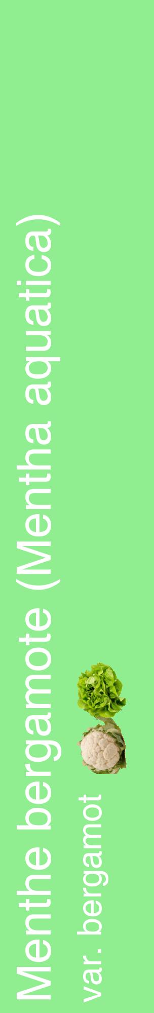 Étiquette de : Mentha aquatica var. bergamot - format c - style blanche15_basiquehel avec comestibilité simplifiée