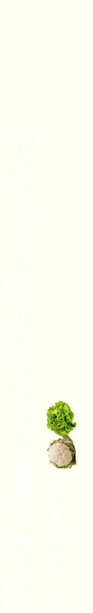 Étiquette de : Mentha aquatica var. bergamot - format c - style blanche19_basiquehel avec comestibilité simplifiée
