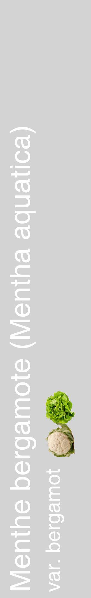 Étiquette de : Mentha aquatica var. bergamot - format c - style blanche56_basiquehel avec comestibilité simplifiée