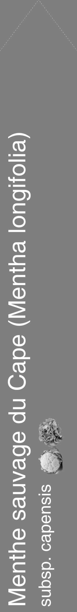 Étiquette de : Mentha longifolia subsp. capensis - format c - style blanche31_simple_simplehel avec comestibilité simplifiée - position verticale