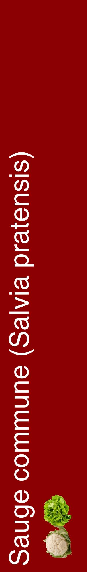 Étiquette de : Salvia pratensis - format c - style blanche34_basiquehel avec comestibilité simplifiée