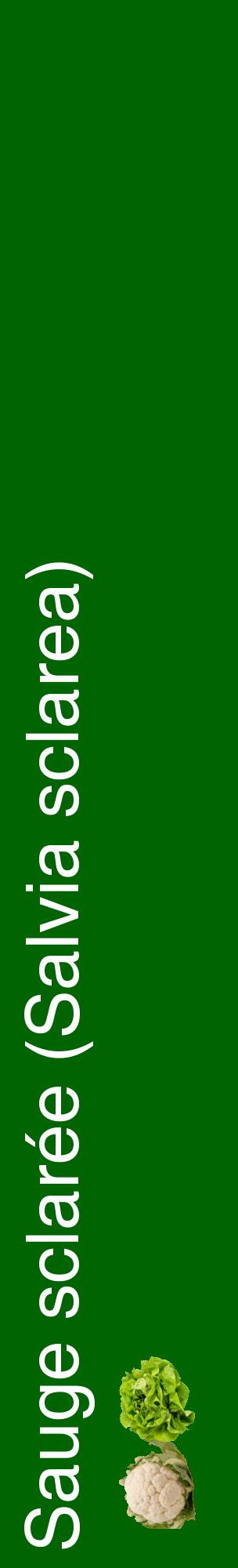 Étiquette de : Salvia sclarea - format c - style blanche8_basiquehel avec comestibilité simplifiée