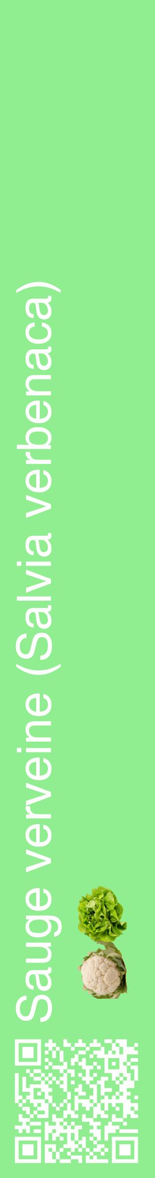 Étiquette de : Salvia verbenaca - format c - style blanche15_basiquehel avec qrcode et comestibilité simplifiée