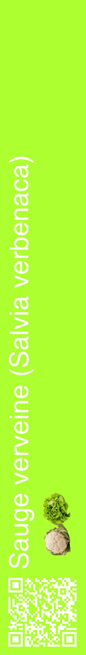 Étiquette de : Salvia verbenaca - format c - style blanche17_basiquehel avec qrcode et comestibilité simplifiée