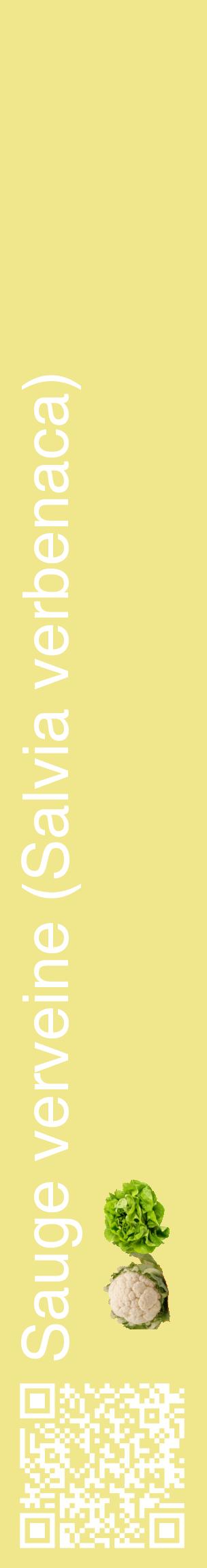 Étiquette de : Salvia verbenaca - format c - style blanche20_basiquehel avec qrcode et comestibilité simplifiée