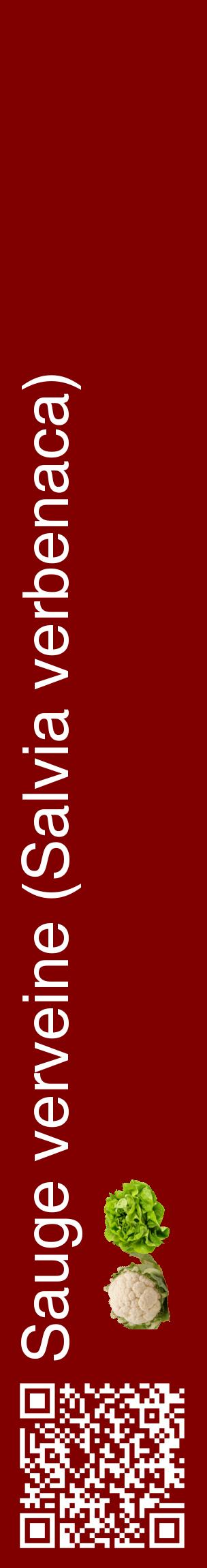 Étiquette de : Salvia verbenaca - format c - style blanche29_basiquehel avec qrcode et comestibilité simplifiée