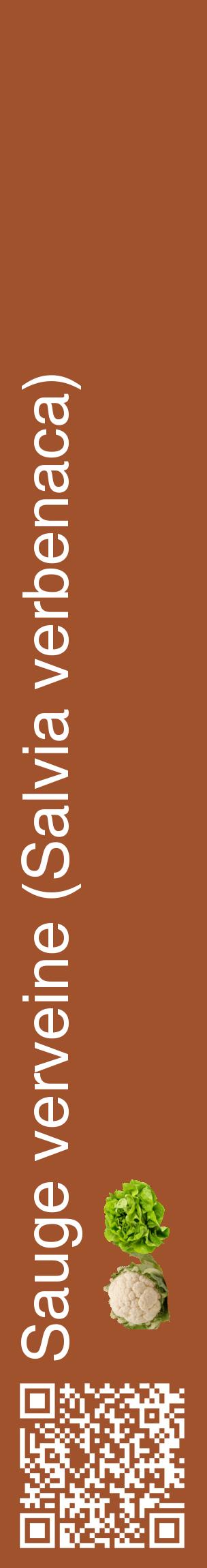 Étiquette de : Salvia verbenaca - format c - style blanche32_basiquehel avec qrcode et comestibilité simplifiée