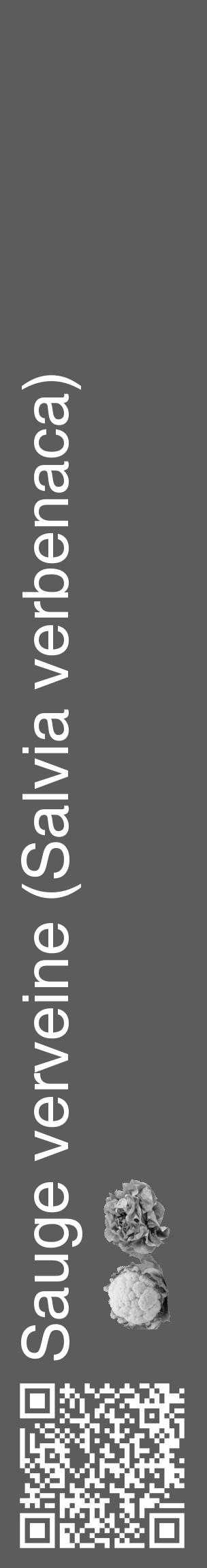 Étiquette de : Salvia verbenaca - format c - style blanche49_basique_basiquehel avec qrcode et comestibilité simplifiée - position verticale