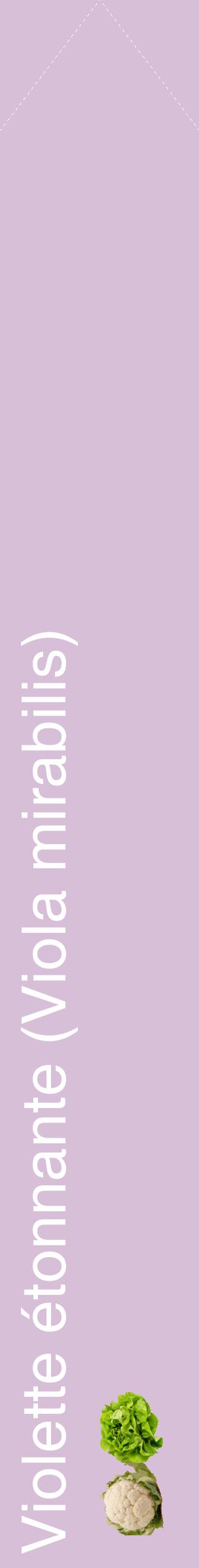 Étiquette de : Viola mirabilis - format c - style blanche54_simplehel avec comestibilité simplifiée