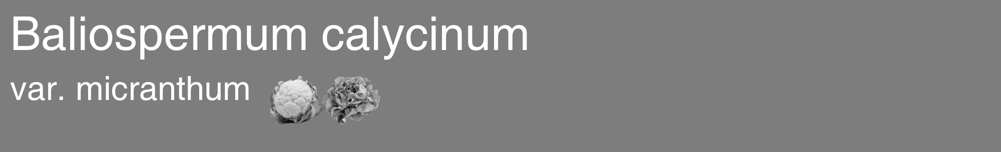 Étiquette de : Baliospermum calycinum var. micranthum - format c - style blanche35basique_basique_basiquehel avec comestibilité simplifiée