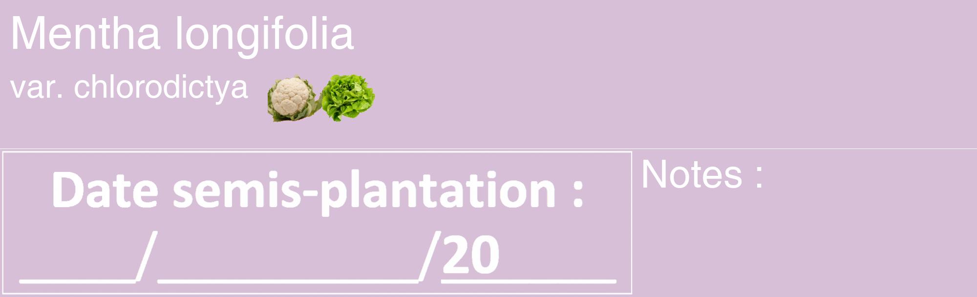 Étiquette de : Mentha longifolia var. chlorodictya - format c - style blanche54_basique_basiquehel avec comestibilité simplifiée