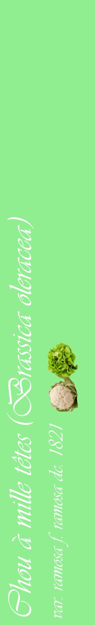 Étiquette de : Brassica oleracea var. ramosa f. ramosa dc. 1821 - format c - style blanche15_basiqueviv avec comestibilité simplifiée