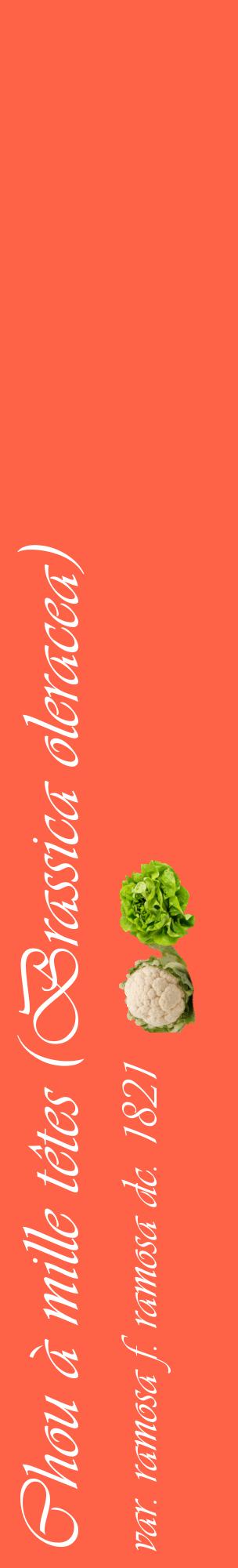 Étiquette de : Brassica oleracea var. ramosa f. ramosa dc. 1821 - format c - style blanche25_basiqueviv avec comestibilité simplifiée
