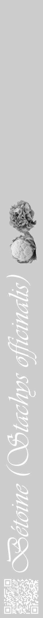 Étiquette de : Stachys officinalis - format a - style blanche41viv avec qrcode et comestibilité simplifiée - position verticale