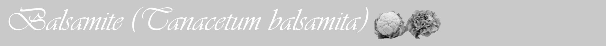Étiquette de : Tanacetum balsamita - format a - style blanche54basiqueviv avec comestibilité simplifiée