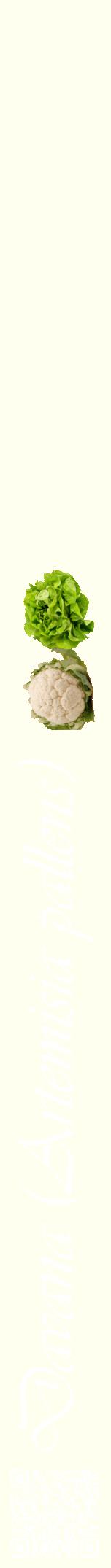 Étiquette de : Artemisia pallens - format a - style blanche19viv avec qrcode et comestibilité simplifiée