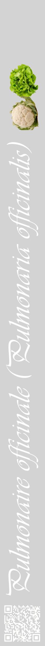 Étiquette de : Pulmonaria officinalis - format a - style blanche56viv avec qrcode et comestibilité simplifiée