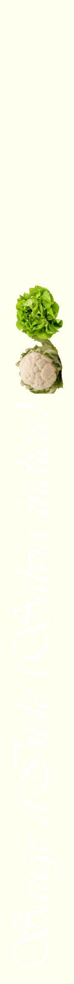 Étiquette de : Salvia indica - format a - style blanche19viv avec comestibilité simplifiée