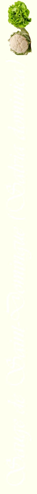 Étiquette de : Salvia dominica - format a - style blanche19viv avec comestibilité simplifiée
