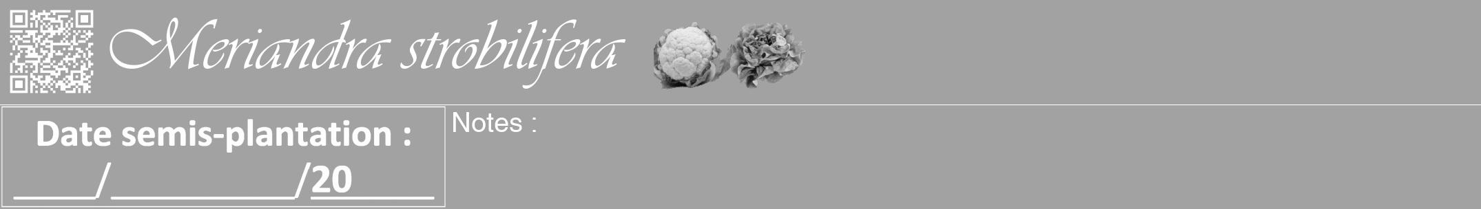 Étiquette de : Meriandra strobilifera - format a - style blanche38viv avec qrcode et comestibilité simplifiée