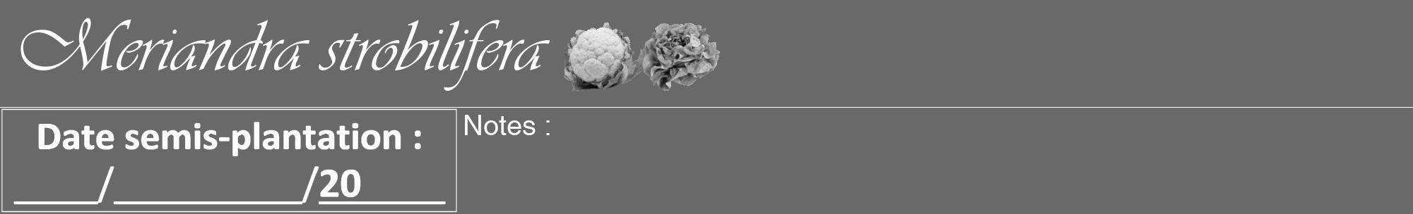 Étiquette de : Meriandra strobilifera - format a - style blanche11viv avec comestibilité simplifiée