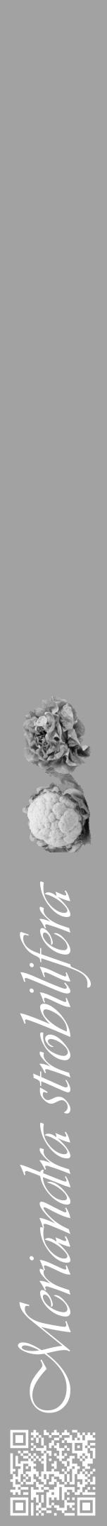 Étiquette de : Meriandra strobilifera - format a - style blanche38viv avec qrcode et comestibilité simplifiée - position verticale