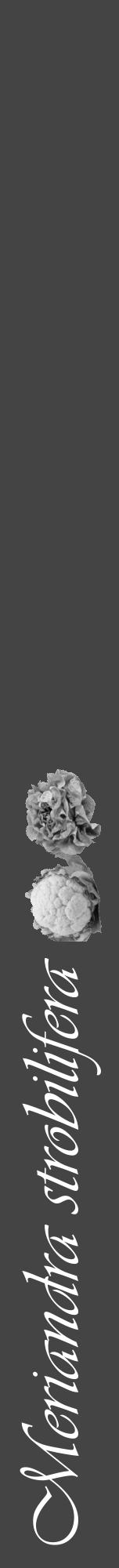 Étiquette de : Meriandra strobilifera - format a - style blanche48viv avec comestibilité simplifiée - position verticale