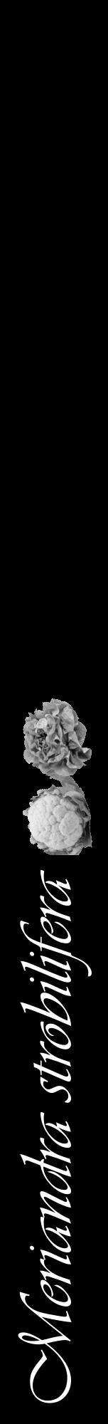 Étiquette de : Meriandra strobilifera - format a - style blanche59viv avec comestibilité simplifiée - position verticale