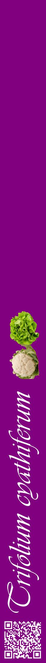 Étiquette de : Trifolium cyathiferum - format a - style blanche46viv avec qrcode et comestibilité simplifiée