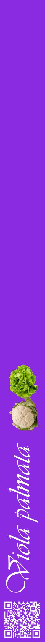 Étiquette de : Viola palmata - format a - style blanche49viv avec qrcode et comestibilité simplifiée