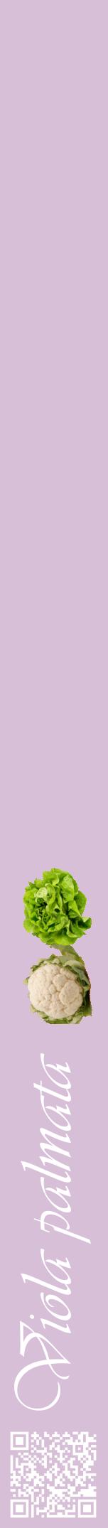Étiquette de : Viola palmata - format a - style blanche54viv avec qrcode et comestibilité simplifiée