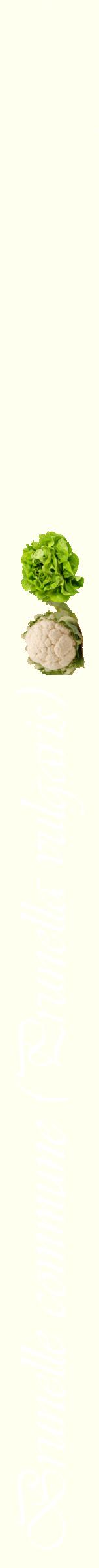 Étiquette de : Prunella vulgaris - format b - style blanche19viv avec comestibilité simplifiée