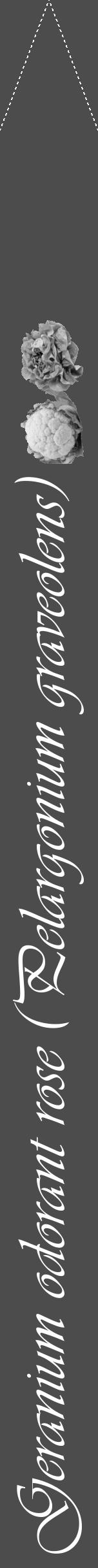 Étiquette de : Pelargonium graveolens - format b - style blanche27viv avec comestibilité simplifiée - position verticale
