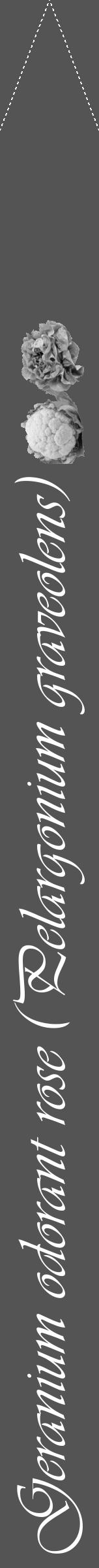 Étiquette de : Pelargonium graveolens - format b - style blanche30viv avec comestibilité simplifiée - position verticale