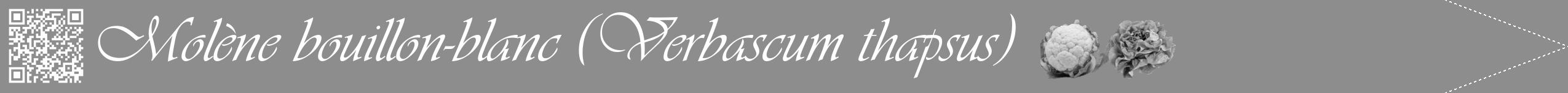 Étiquette de : Verbascum thapsus - format b - style blanche2viv avec qrcode et comestibilité simplifiée
